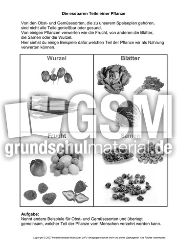 3-Essbare-Teile-einer-Pflanze-SW.pdf